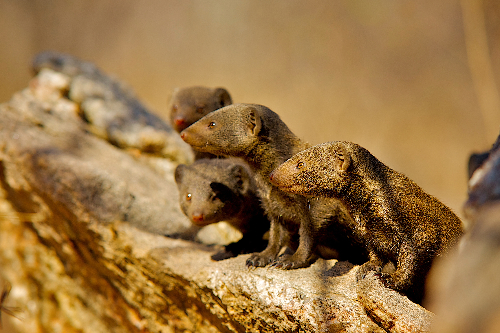 Dwarf mongooses gathered together on a rock